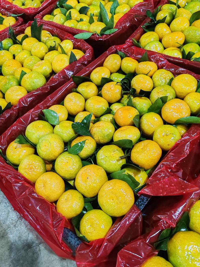 【精品】蜜橘特早大量电商平台市场地头装货可看园采