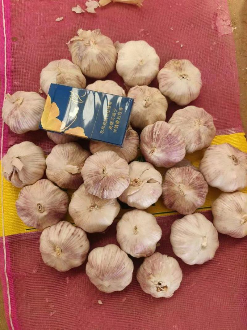 山东紫皮大蒜，白皮大蒜大量供应。产地一手货源。价格美丽
