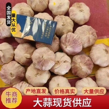山东紫皮大蒜，白皮大蒜大量供应。产地一手货源。价格美丽