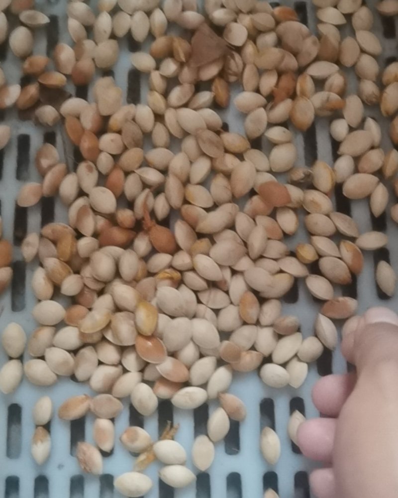 银杏果