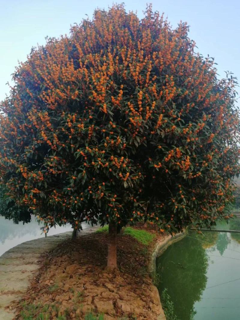 金桂