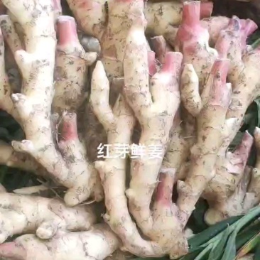 山东红芽鲜姜产地