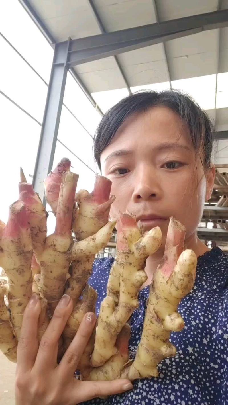 山东红芽鲜姜产地