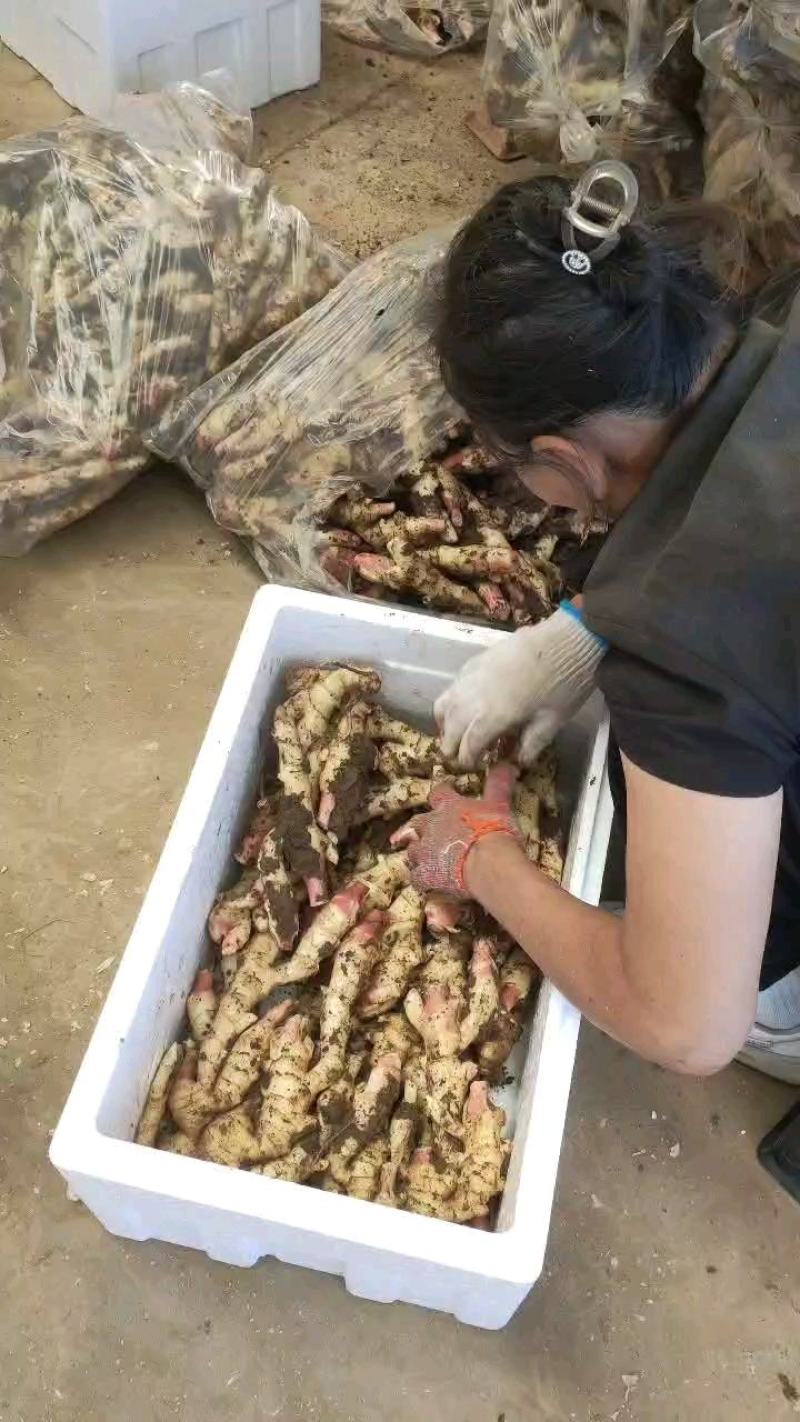 山东红芽鲜姜产地