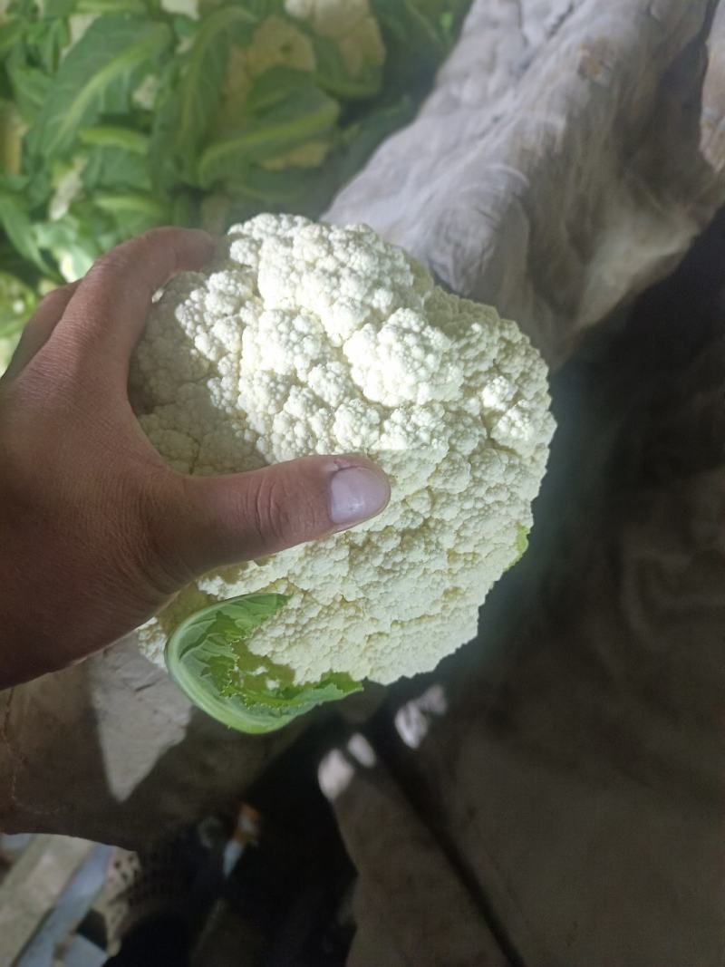 甘肃兰州高原夏菜产地直发