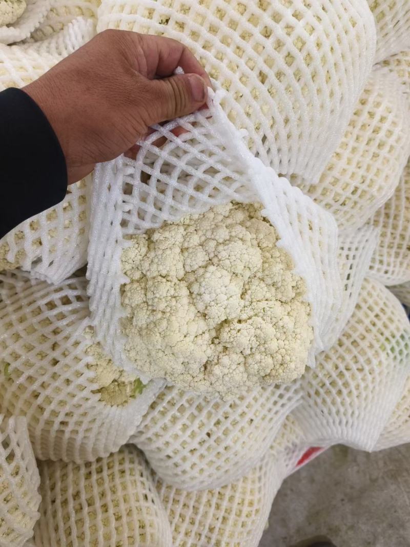甘肃兰州高原夏菜产地直发