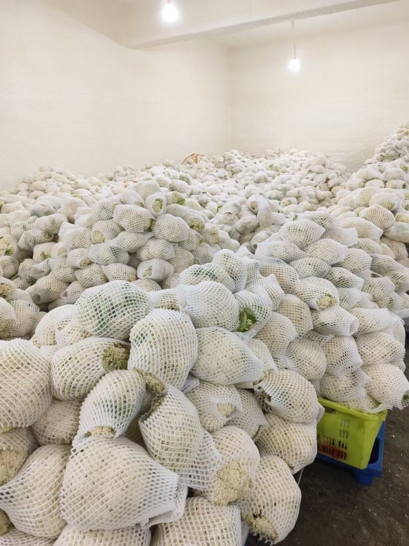 甘肃兰州高原夏菜产地直发