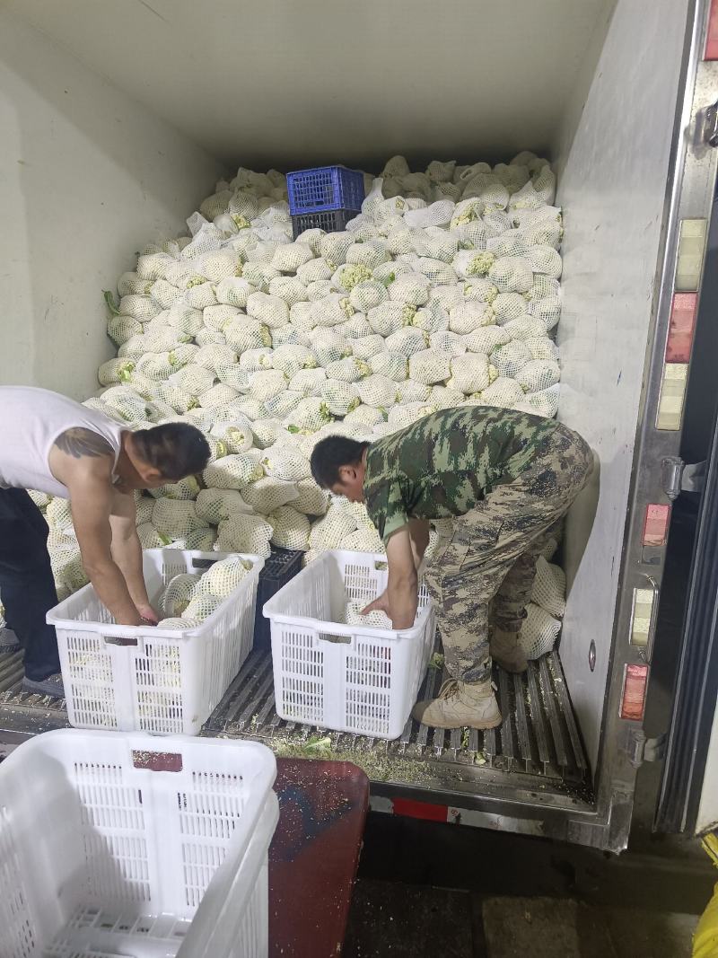 甘肃兰州高原夏菜产地直发