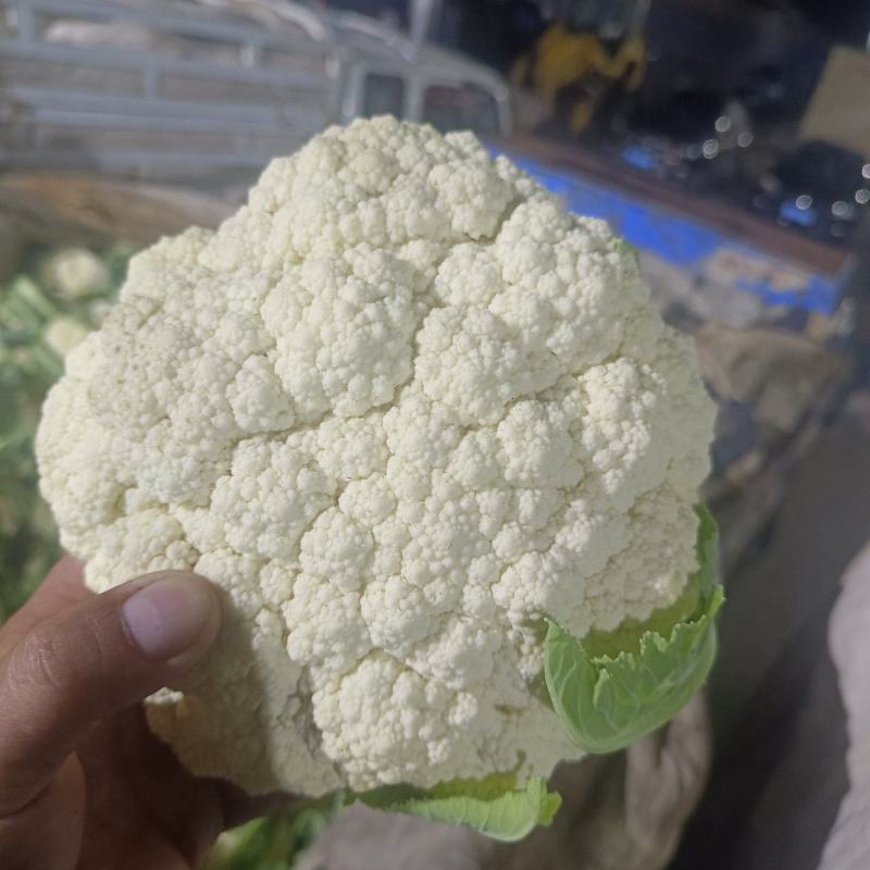 甘肃兰州高原夏菜产地直发