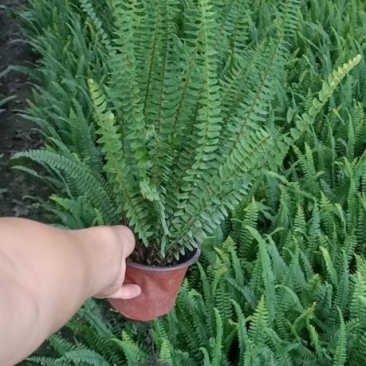 精品肾撅基地发货，质量保证，成活率高，规格齐，欢迎选购