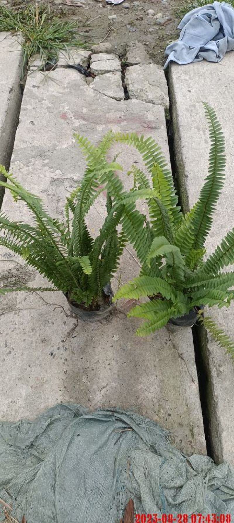 精品肾撅基地发货，质量保证，成活率高，规格齐，欢迎选购