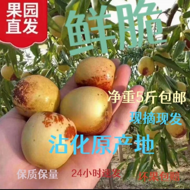 正宗沾化冬枣现摘现发支持一件代发！每件5斤包邮