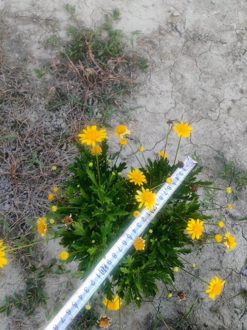 精品木春菊，基地直供一手货源品质保证诚信经营欢迎采购