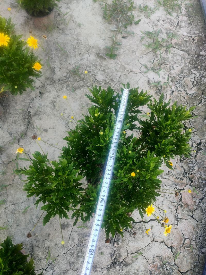 精品木春菊，基地直供一手货源品质保证诚信经营欢迎采购