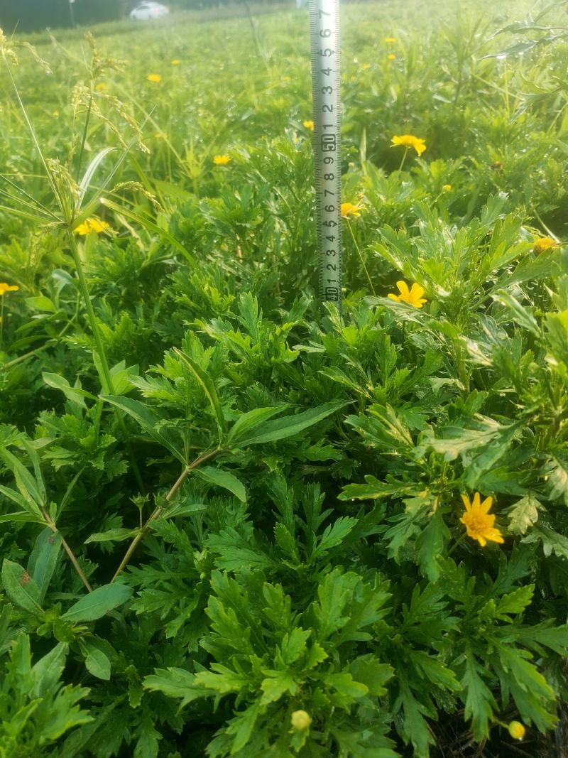 精品木春菊，基地直供一手货源品质保证诚信经营欢迎采购