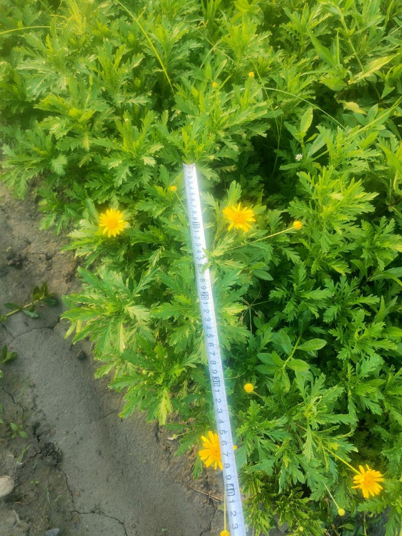 精品木春菊，基地直供一手货源品质保证诚信经营欢迎采购