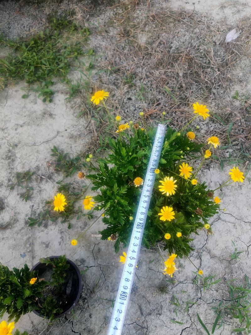 精品木春菊，基地直供一手货源品质保证诚信经营欢迎采购