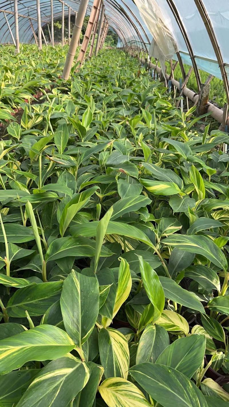 花叶良姜，新货产地直供大量上市保质保量全国发货