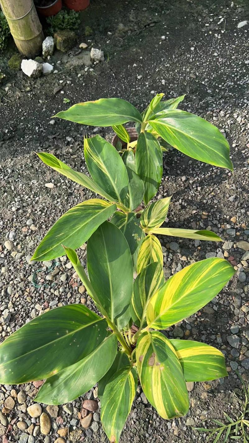 花叶良姜，新货产地直供大量上市保质保量全国发货
