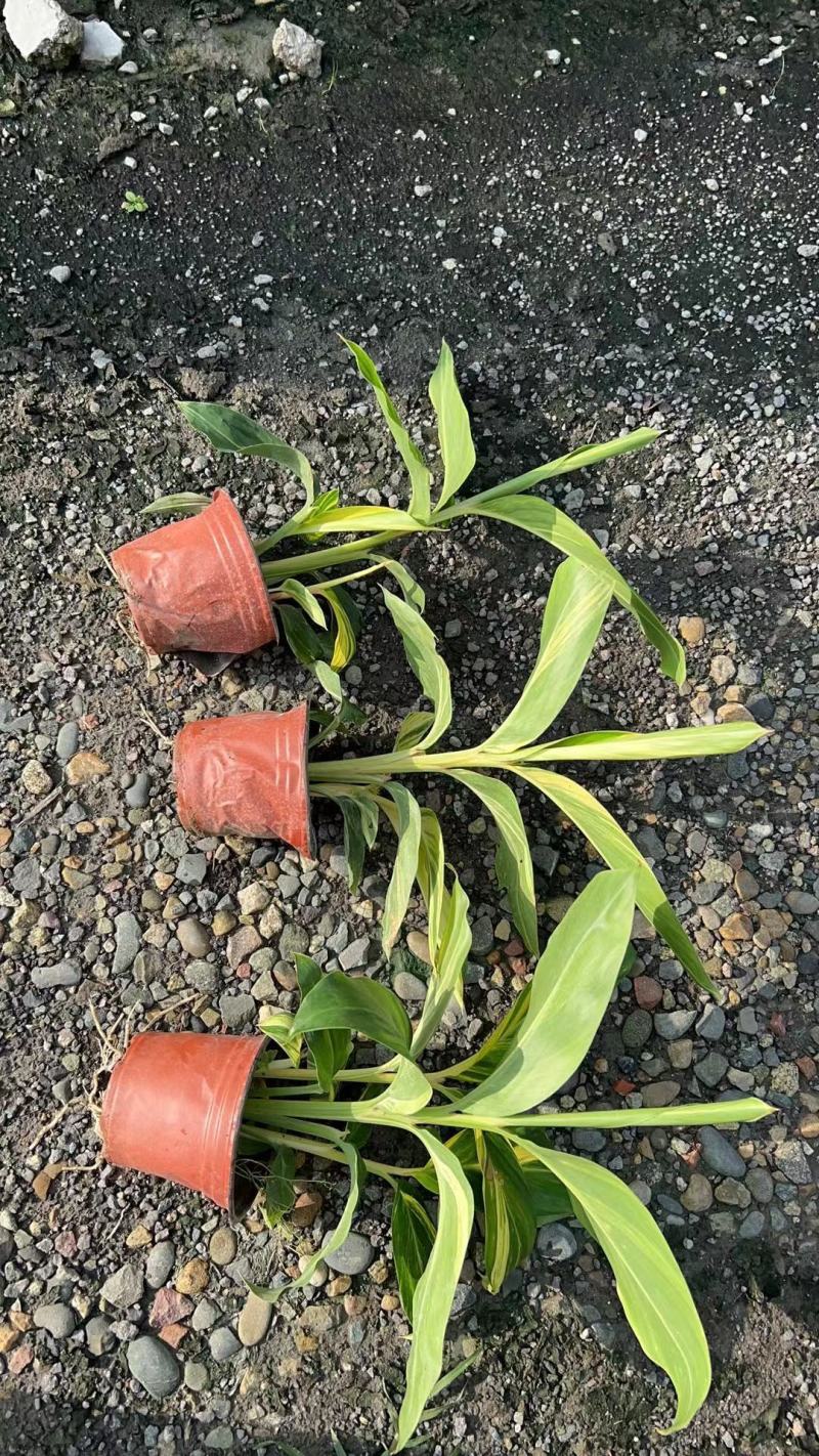 花叶良姜，新货产地直供大量上市保质保量全国发货