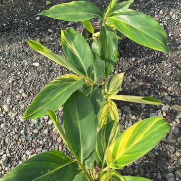 花叶良姜，新货产地直供大量上市保质保量全国发货