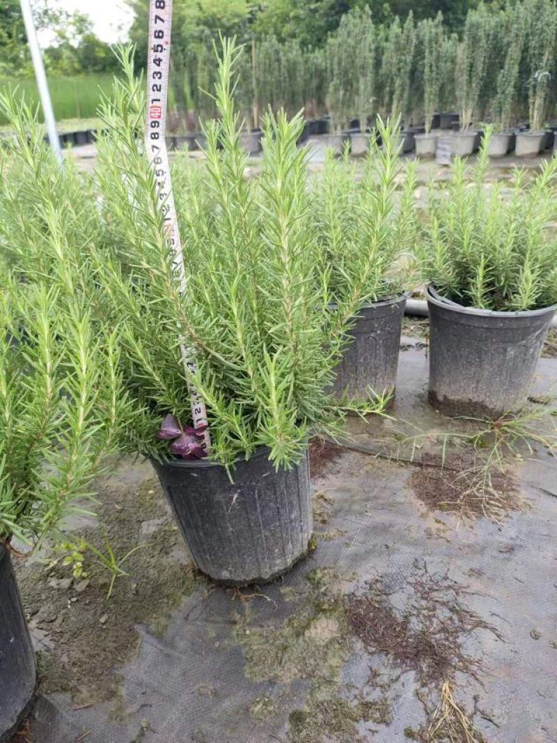 迷迭香基地发货货源充足质量保证价格优惠