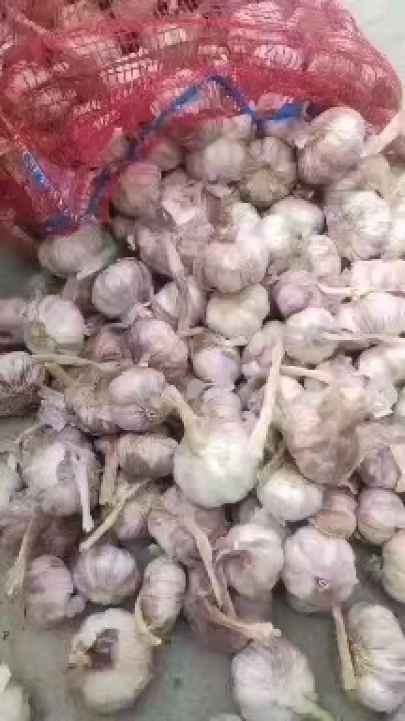 精品紫红皮大蒜产地直发！我们有自己的加工厂冷库