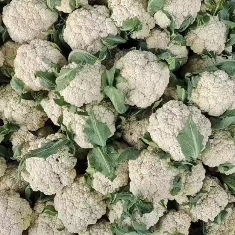 【实力优选】精品有机花菜大量新鲜上市，产地一手好货