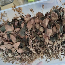 林下种植金线莲本地红霞金开花干品干货，鲜品有货