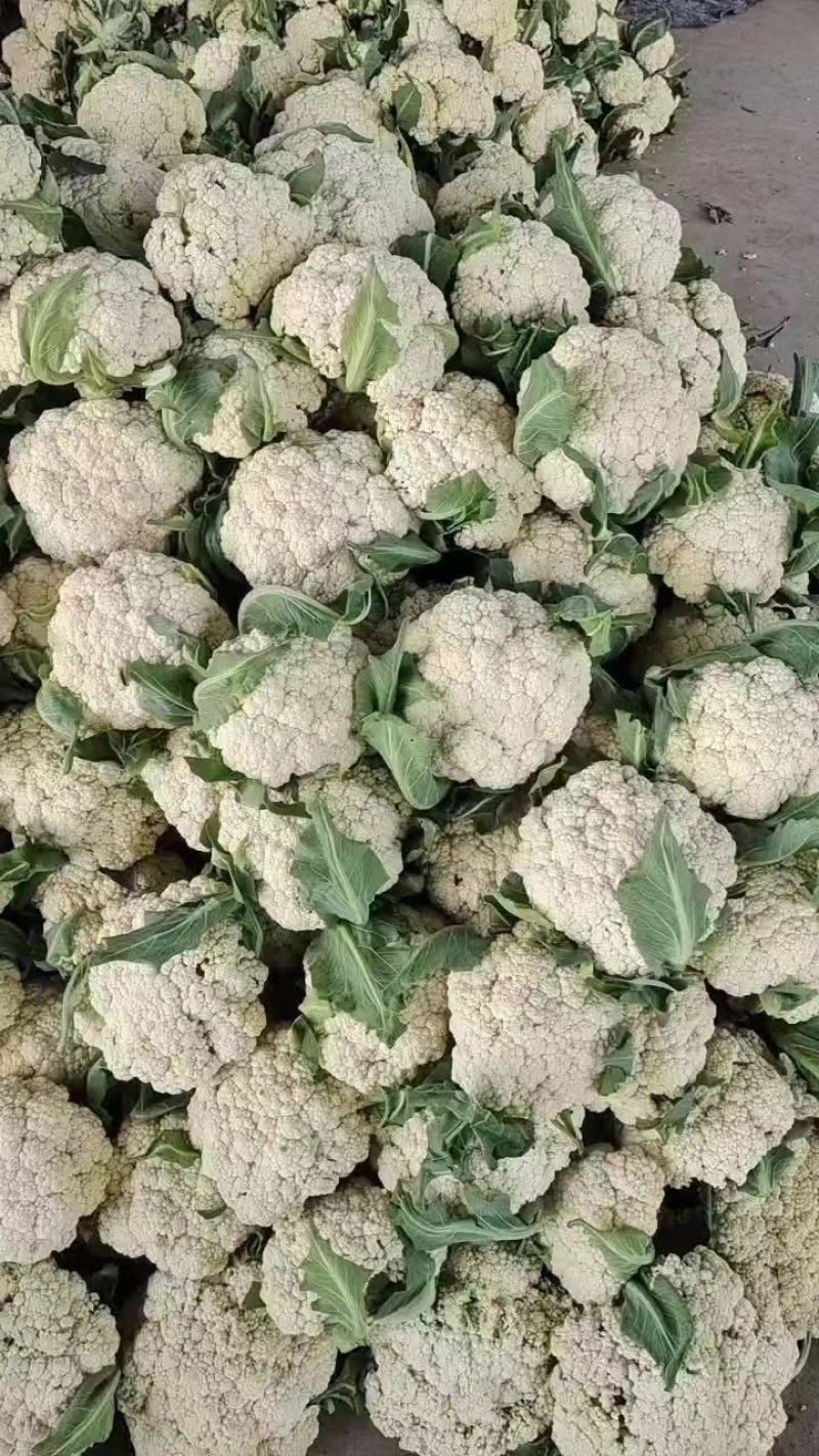 【实力优选】精品有机花菜大量新鲜上市，产地一手好货