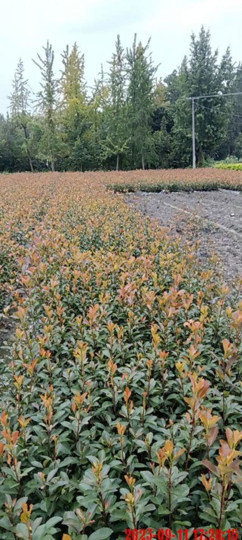 红叶石楠基地直发一手货源支持视频看货欢迎来电品质保证