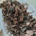 林下种植金线莲本地红霞金开花干品干货，鲜品有货