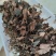 林下种植金线莲本地红霞金开花干品干货，鲜品有货