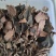 林下种植金线莲本地红霞金开花干品干货，鲜品有货