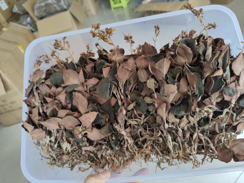 林下种植金线莲本地红霞金开花干品干货，鲜品有货
