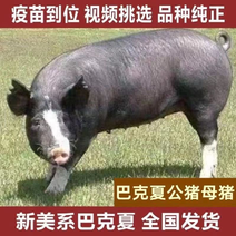 新美系巴克夏种公猪种母猪2头全国10头送一头公猪