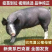 新美系巴克夏种公猪种母猪2头全国包邮10头送一头公猪