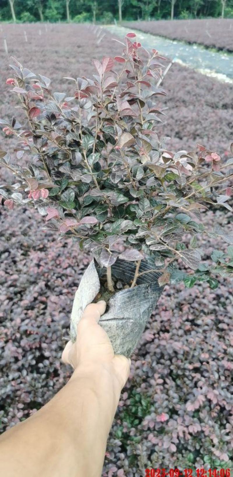 【现挖现发】红继木成活率高，提供技术支持，量大从优