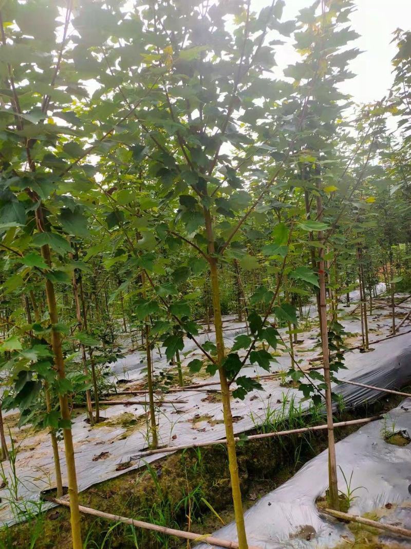 美国红枫幼苗批发1-4公分，布袋苗地苗都有货，物美价优。
