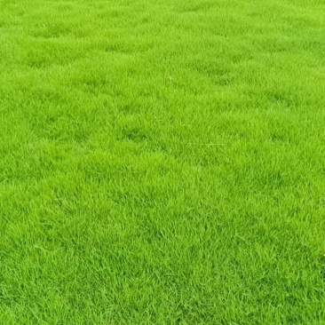 精品台湾二号草大量供货规格齐全欢迎来电咨询