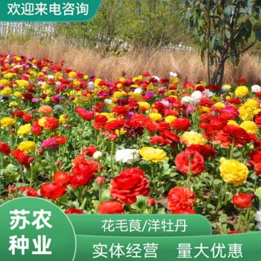 花毛茛球根芹叶牡丹毛茛种球正品四季开花室内室外易活洋牡丹