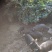 [热卖]贵州遵义藏香猪肉猪肉厂家直发品质保证