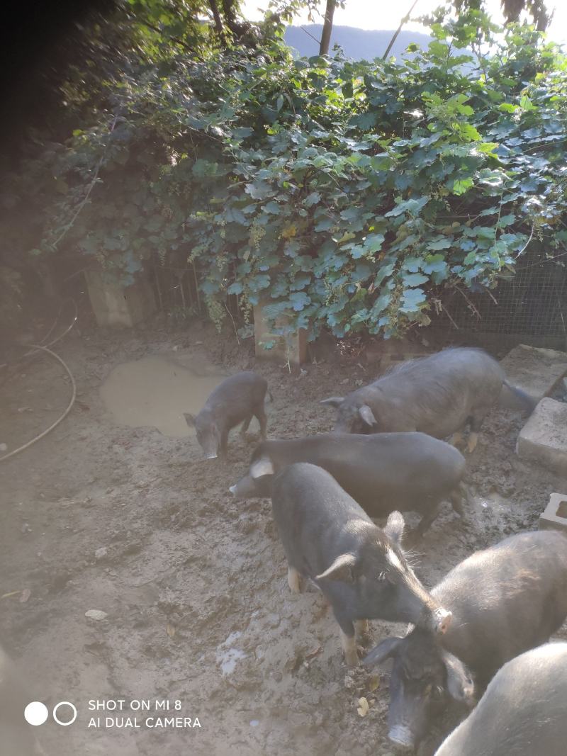 [热卖]贵州遵义藏香猪肉猪肉厂家直发品质保证