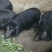 [热卖]贵州遵义藏香猪肉猪肉厂家直发品质保证