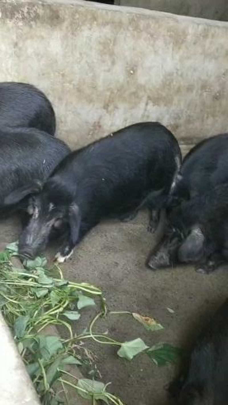 [热卖]贵州遵义藏香猪肉猪肉厂家直发品质保证