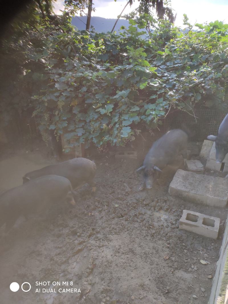 [热卖]贵州遵义藏香猪肉猪肉厂家直发品质保证