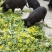 [热卖]贵州遵义藏香猪肉猪肉厂家直发品质保证