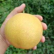 黄金梨，六两起步