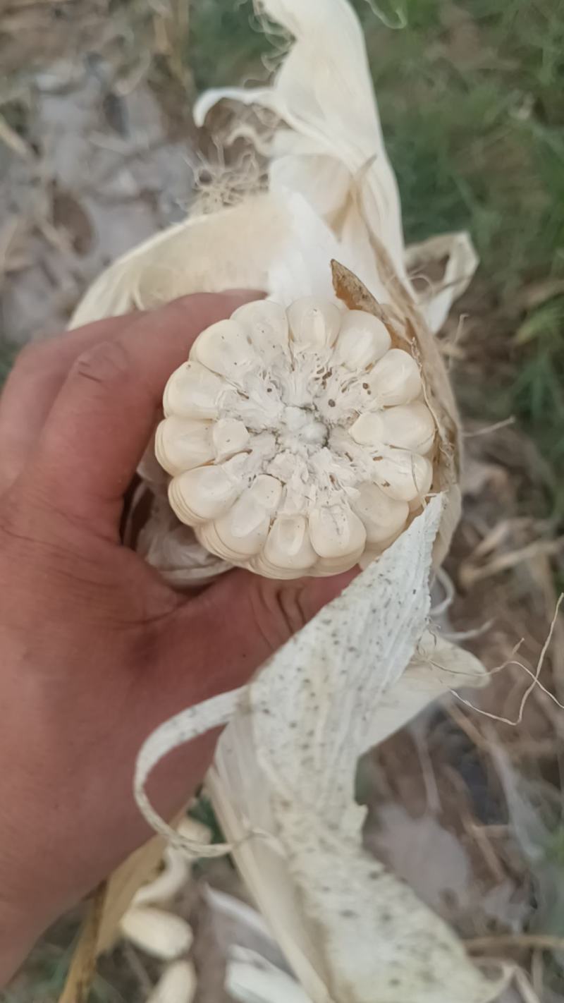 干粒万糯两千