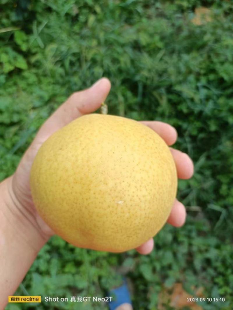 黄金梨，六两起步